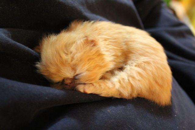 Gorgeous Red Female Persian Kitten - From Top Lines!