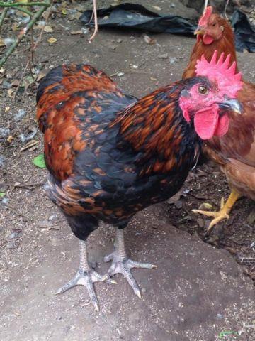 Gorgeous Rooster For Sale!
