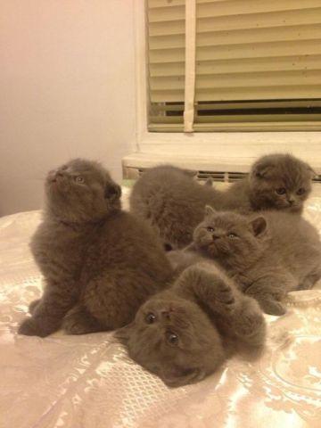 Gorgeous Scottish fold kittens