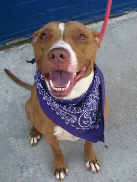 Gorgeous spayed female red nose Beauty in danger@Brooklyn kill shelter