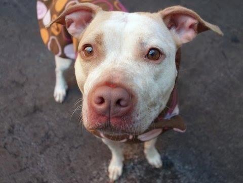 Gorgeous sweet pointer/amstaff Mint in danger@NYC kill shelter