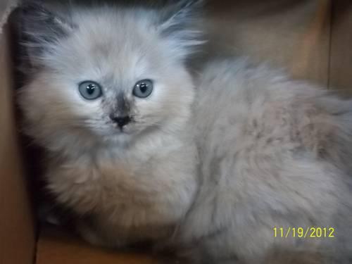Gorgeous TICA Seal Tortie Mink Female Ragdoll-Ready for Christmas!