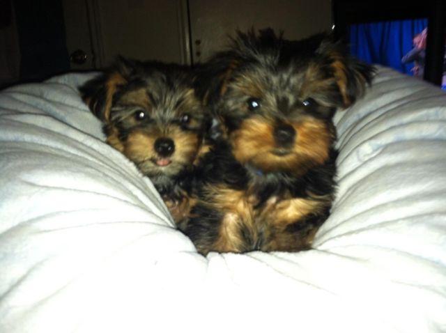 GORGEOUS YORKIE PUPPIES FOR SALE!!