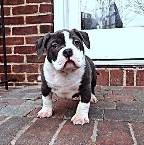Gottiline American Bully puppies for sale Extreme Pocket Bullies