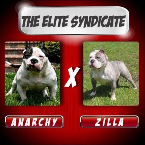 Gottiline American Bully puppies for sale UKC