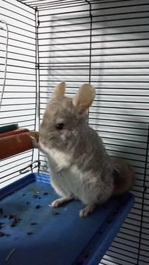Gray Male Chinchilla needs a new home-10 months