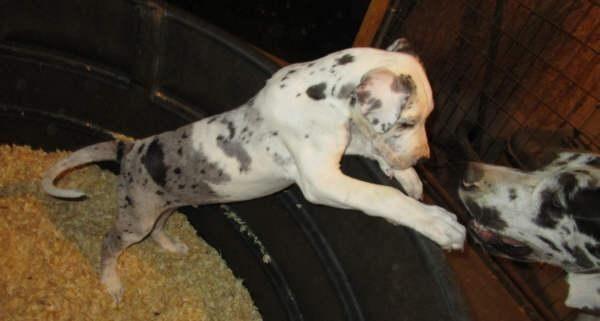 Great Dane Male Puppy, AKC, 8 weeks, shots, dewormed, guaranteed!