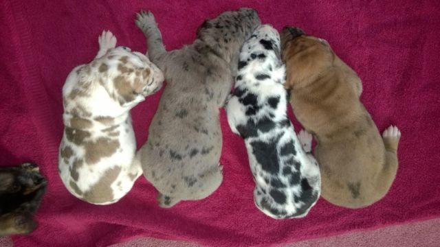 Great Dane Puppies 75% EURO Full AKC 7 available