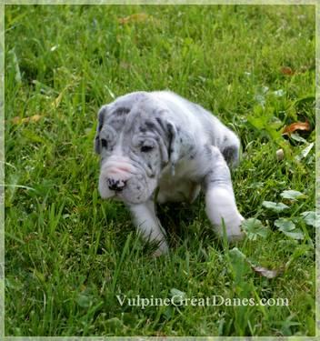 Great Dane Puppies are Here!!