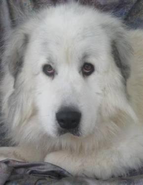 Great Pyrenees - Jerry Pyr - Extra Large - Young - Male - Dog