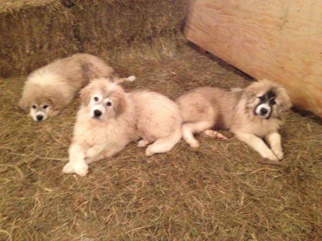 Great Pyrenees Puppies Born 9/14 ($400) and 11/2014($500)