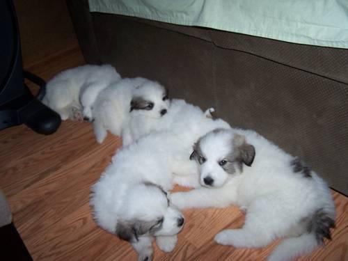 GREAT PYRENEES PUPPIES FOR SALE