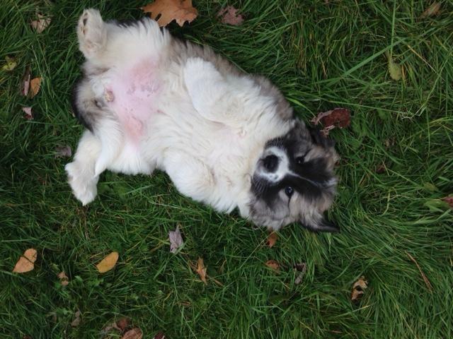 Great Pyrenees Puppies for Sale