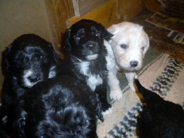 Great Pyrenees Standard Poodle Pyrepoo, 2 left!