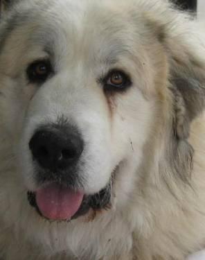 Great Pyrenees - Tom Pyr - Extra Large - Young - Male - Dog