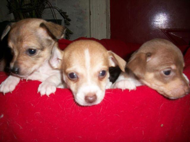 great pyrnees puppies ready for new homes