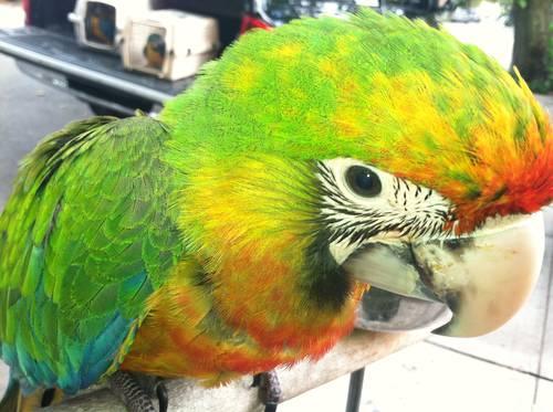 green-wing macaw babies**shamrock*scarlets*blue n goldz