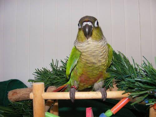 Green Cheek Conures Handfed and ready to go!