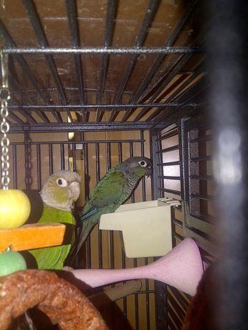 Green cheek yellow sided 1 yr old female dna'd