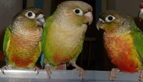 Green Cheeks Hatching - GORGEOUS BABIES