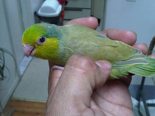 Green Fallow Male & Females Baby Parrotlets