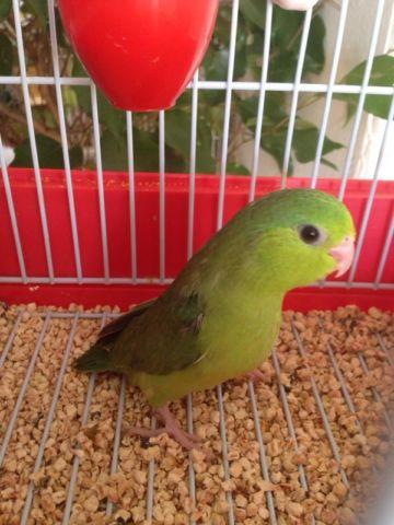 Green Parrotlet - female