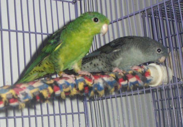 Green Split Turquoise And Cobalt Lineolated Parakeet Pair