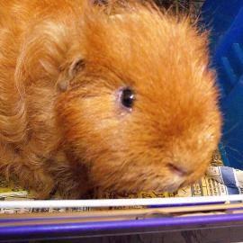 Guinea Pig - Bugsy - Small - Adult - Male - Small & Furry
