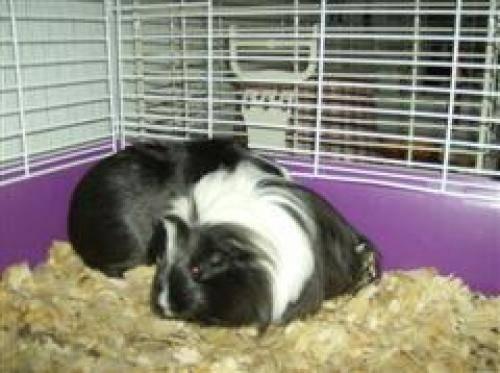 Guinea Pig - Snowball - Small - Adult - Male - Small & Furry