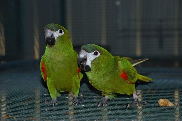 Hahns macaw beautiful pair