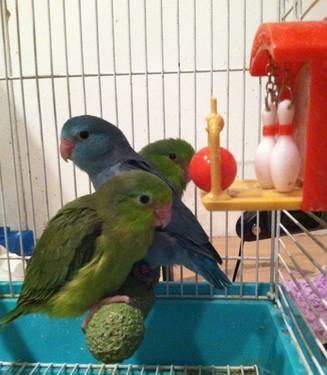 HAND FED BLUE PARROTLET BABYS FOR SALE - RESERVE YOURS NOW !!!