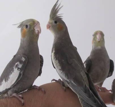 HAND FED MALE COCKATIELS FOR SALE SPLIT TO LUTINO & PEARL