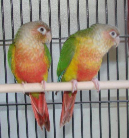 Hand Fed Red Factor Pineapple Green Cheek Conures