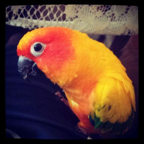Hand fed sun conure with cage