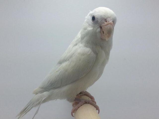 HAND FED WHITE PIED FEMALE PARROTLET SPLIT TO LACEWING PASTEL