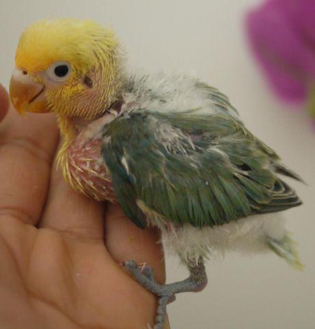 HAND FEEDING DNA'D MALE SABLE LOVEBIRD