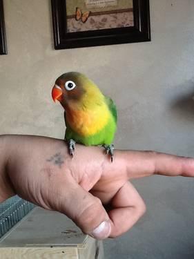 Hand Feeding Lovebirds