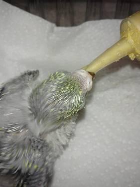 hand raised baby parakeets availble!!!¤¤¤¤update¤¤¤
