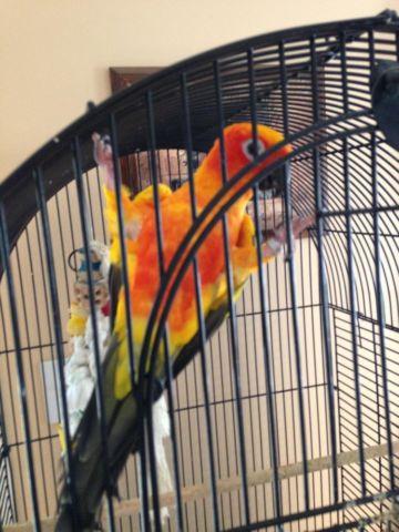 Handfed sun conure with cage