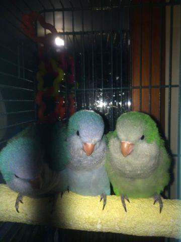 Handraised baby parakeets