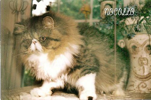 handsome 10 mo PERSIAN brown tabby/white bicolors MALES for sale!