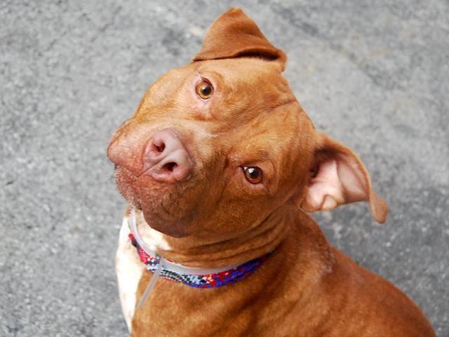 Handsome active amstaff Melo in danger@NYC kill shelter