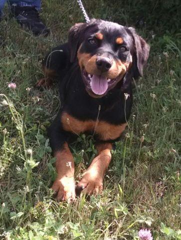 Handsome AKC Registered Rottweiler Puppy