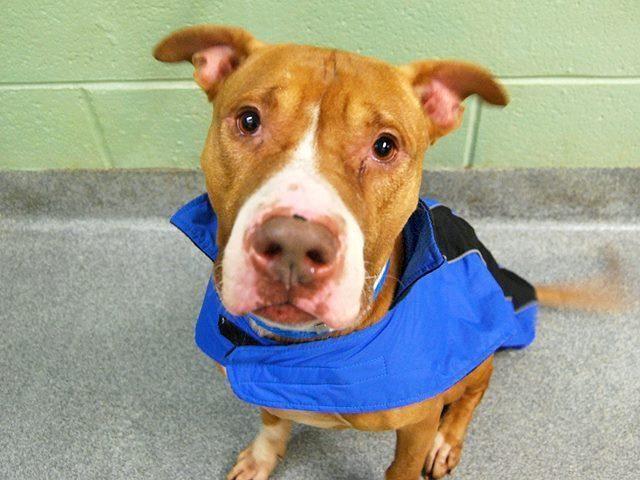Handsome easygoing amstaff Fuerte in danger@NYC kill shelter