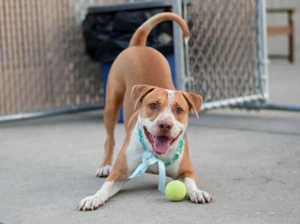 Handsome friendly amstaff pup King in danger@Brooklyn kill shelter