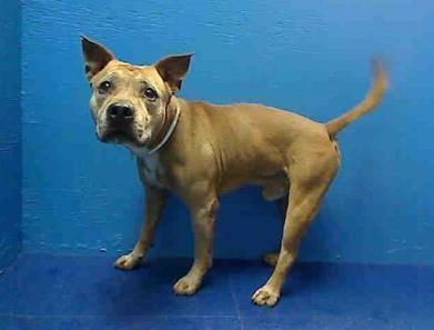 Handsome male pitbull Durby in danger@Brooklyn kill shelter