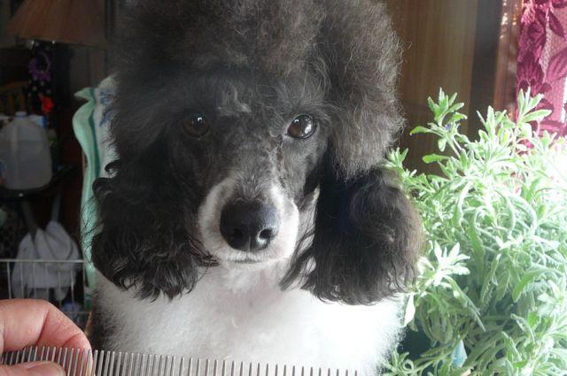 Handsome Mini Tuxedo Poodle---