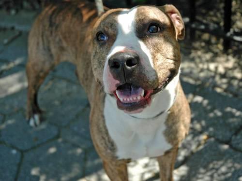 Handsome pittie Bundles in danger@NYC kill shelter-loves cats and kids