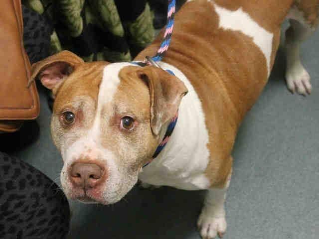 Handsome red nose amstaff Puma in danger@Brooklyn kill shelter
