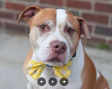 Handsome red nose amstaff Puma in danger@Brooklyn kill shelter